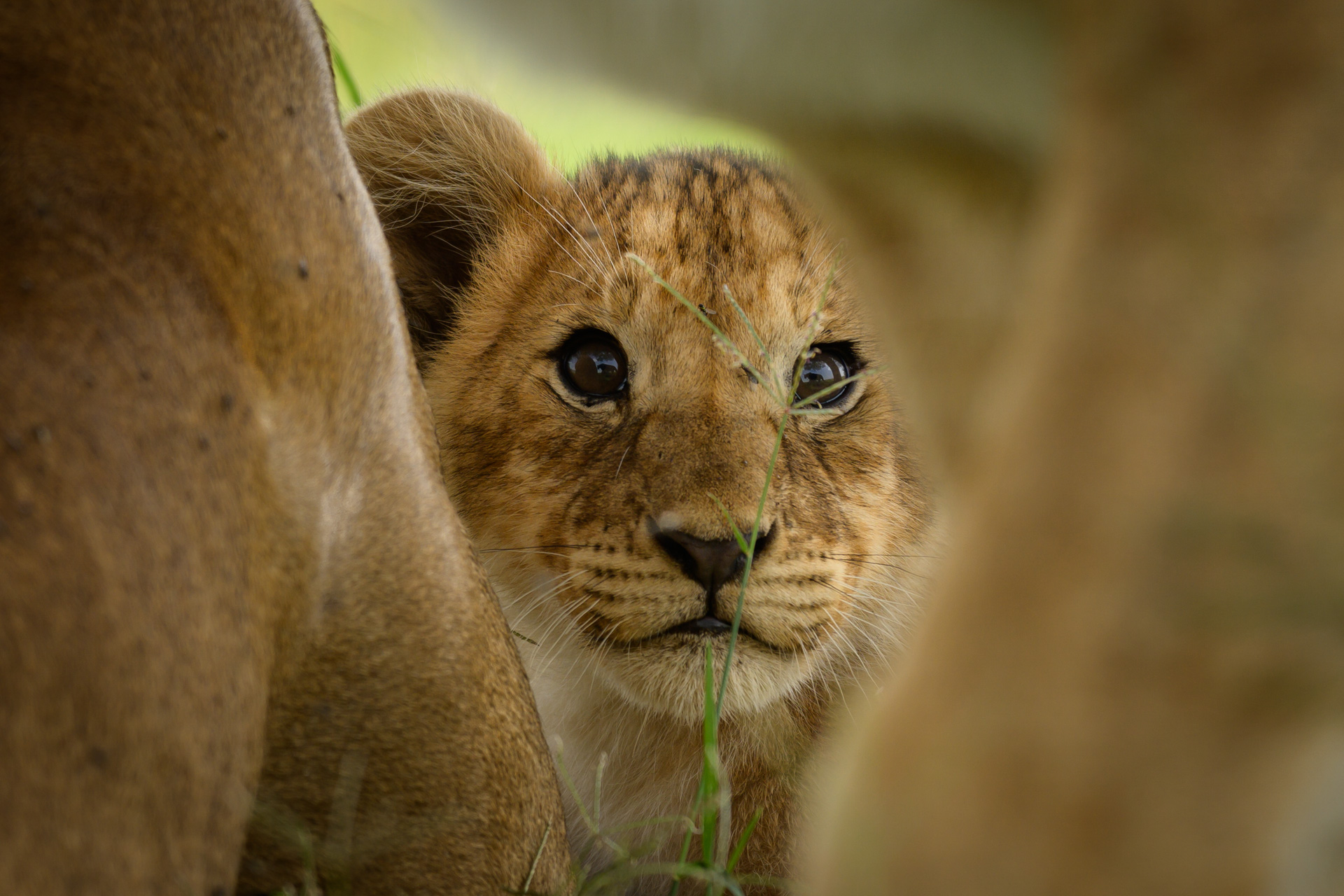 Default Gallery Image