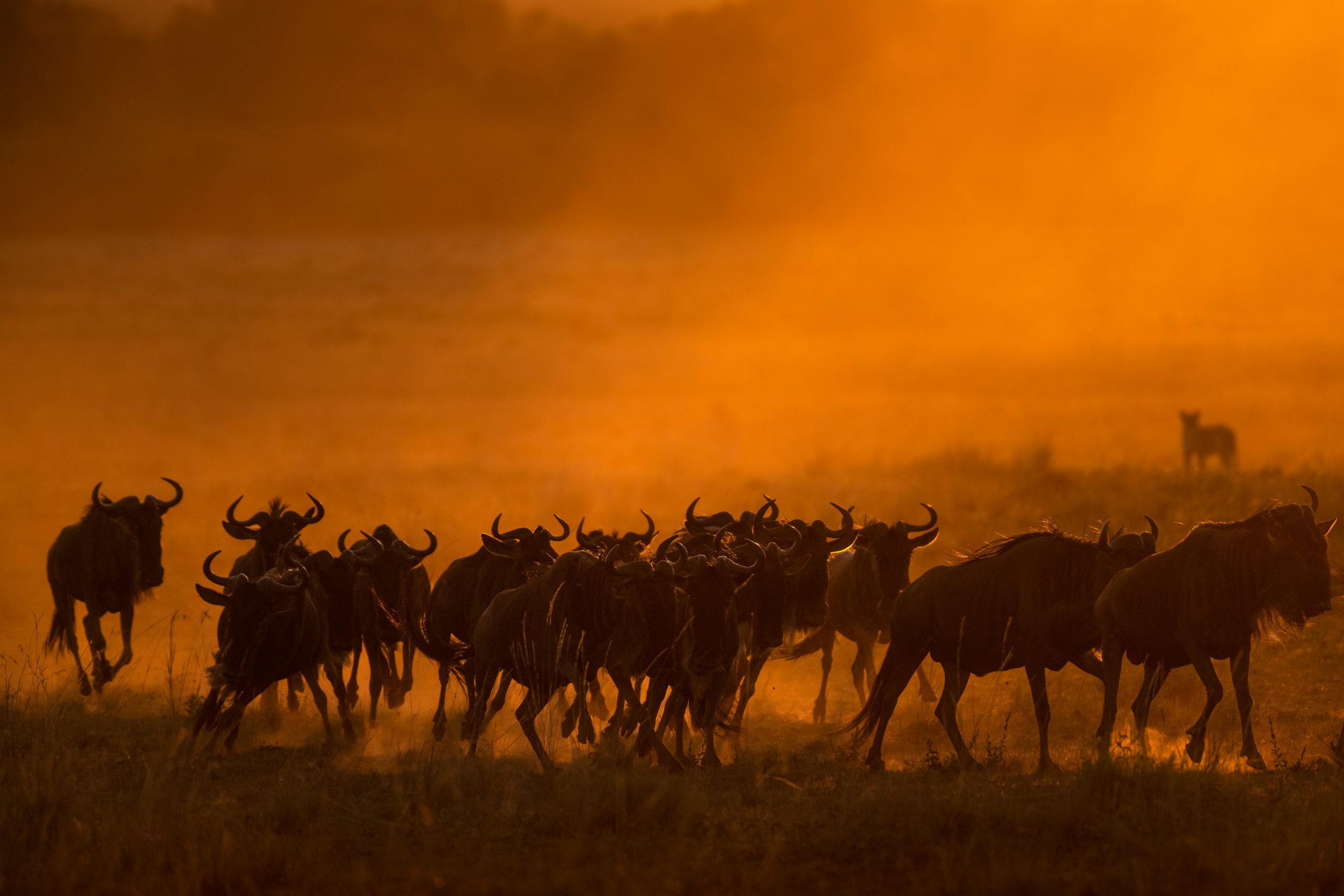 great migration in serengeti