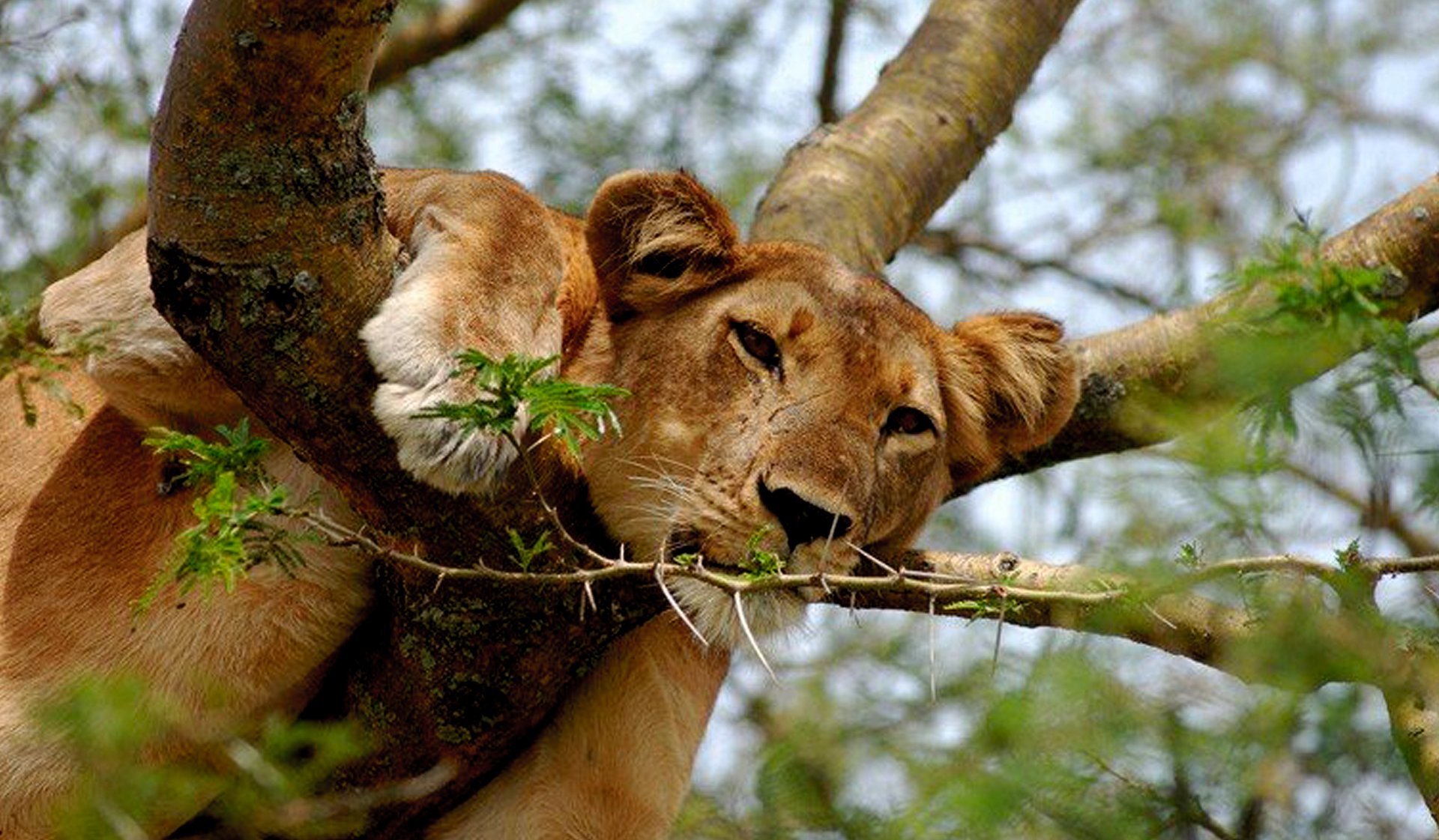 Package Gallery Image