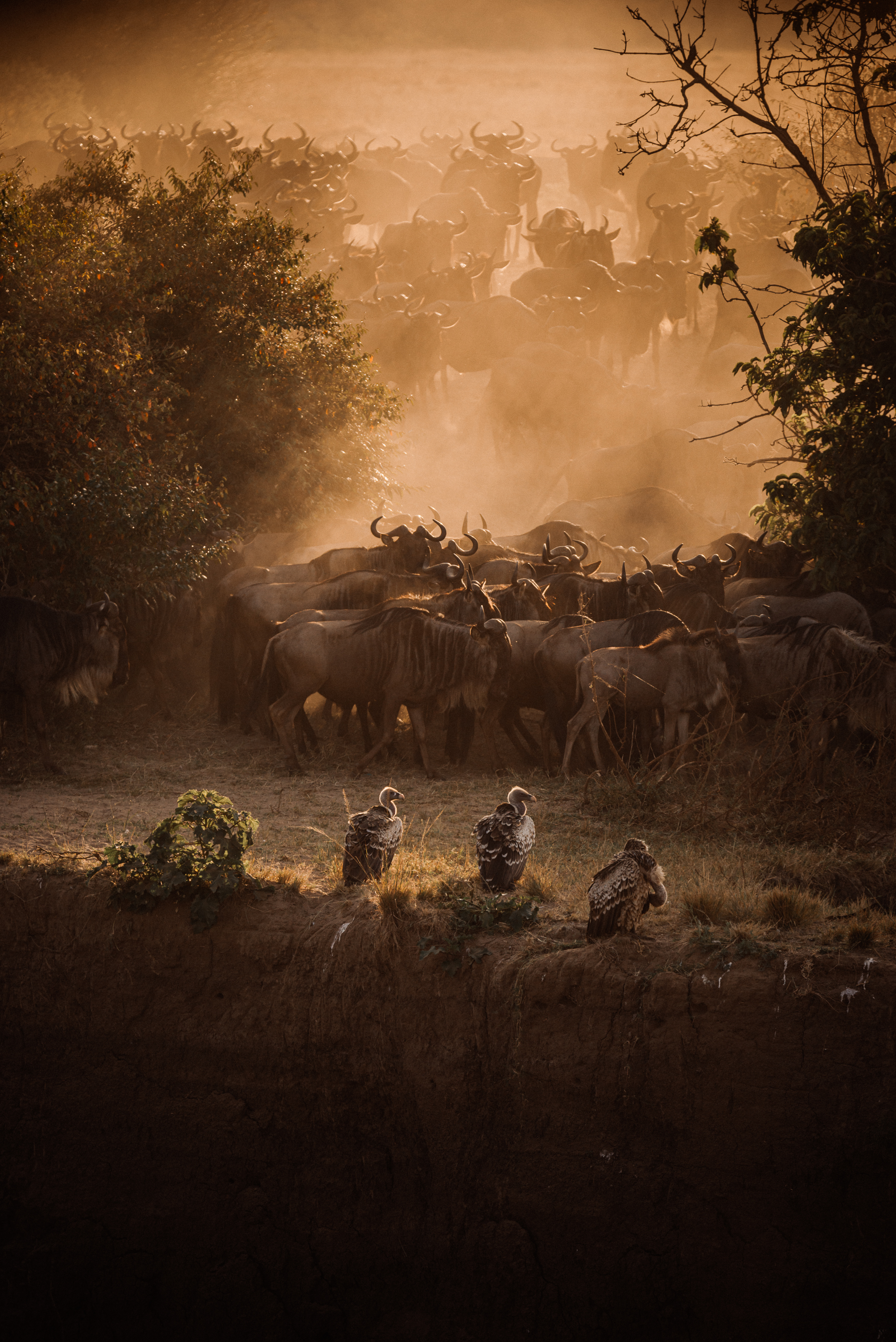 LUXURY MASAI MARA EXCLUSIVE SAFARI