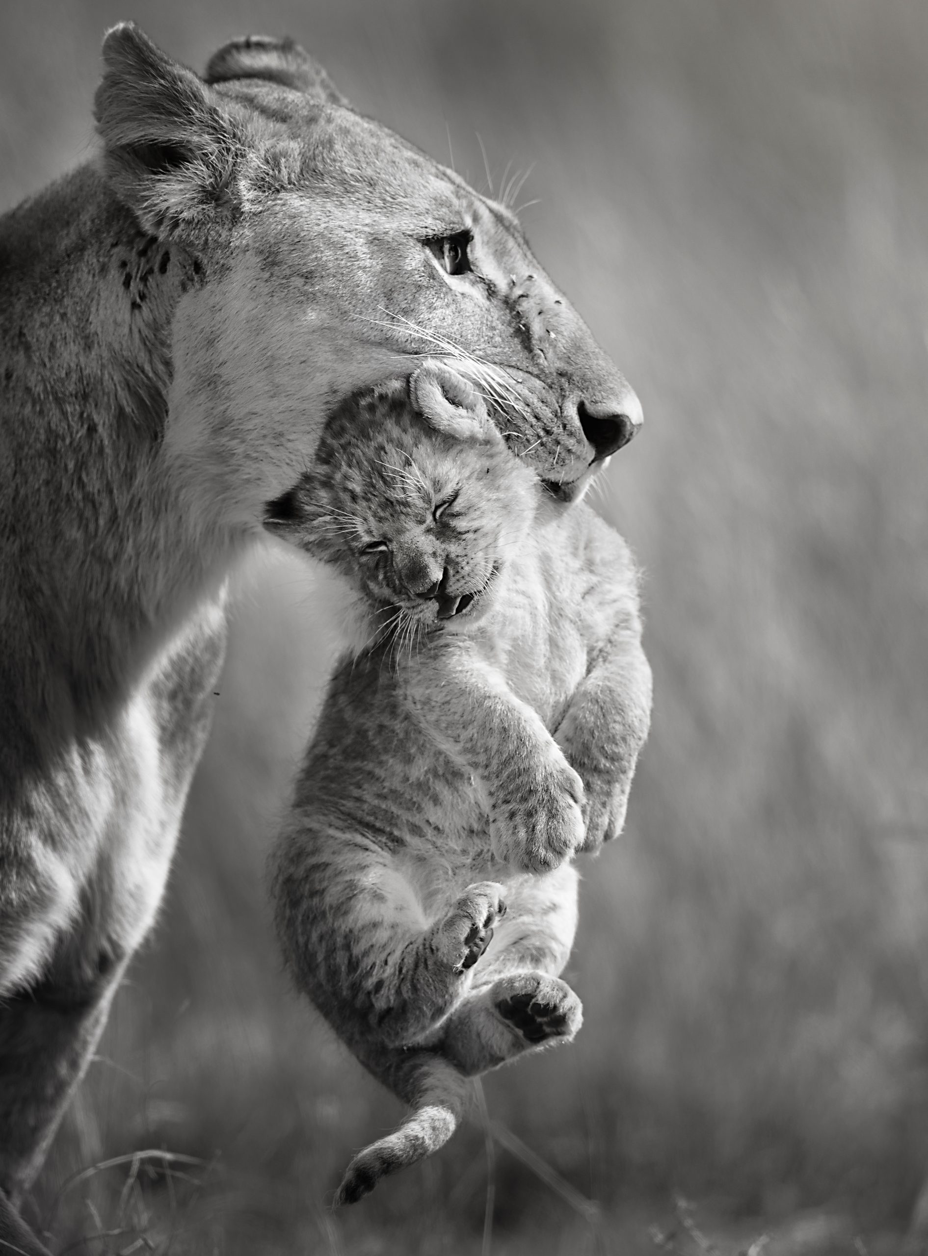 KENYA SAFARI & BEACH ADVENTURE
