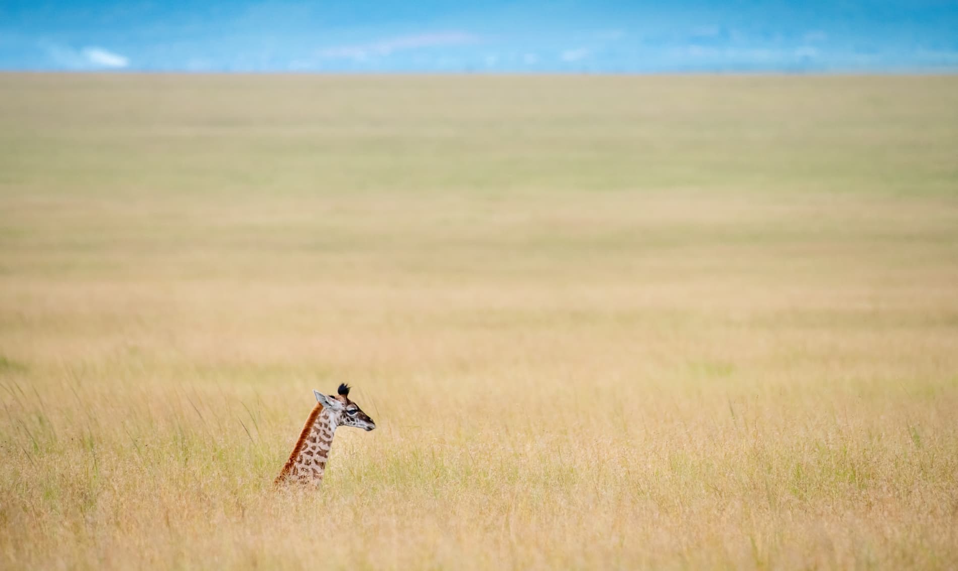 Package Gallery Image