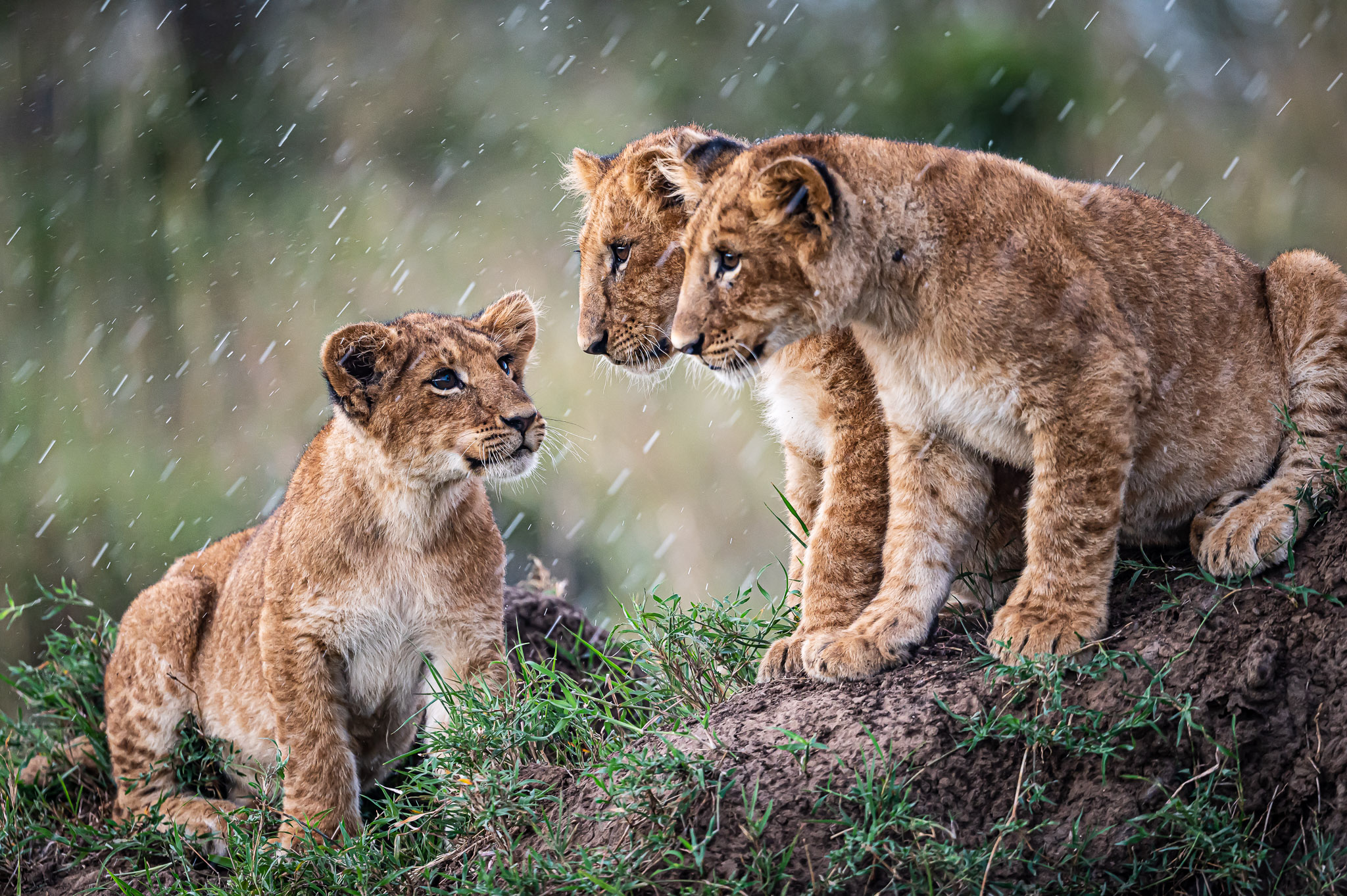 MIKUMI NATIONAL PARK