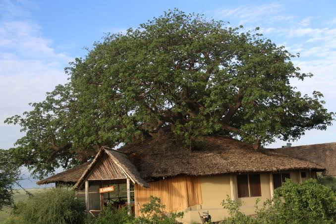 Burudika Manyara Lodge Gallery Image
