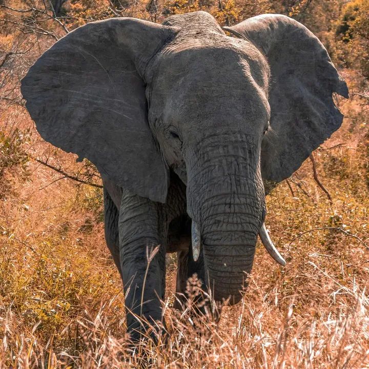 Ultimate 3-Day Safari: Explore Serengeti & Ngorongoro