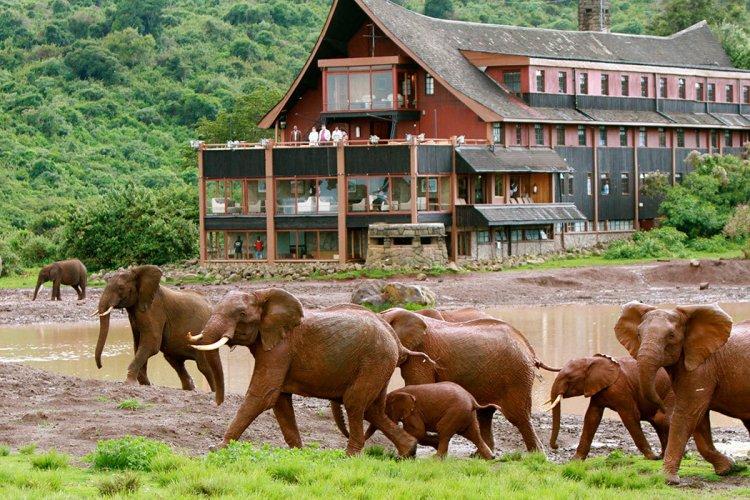 Treetops Lodge Gallery Image