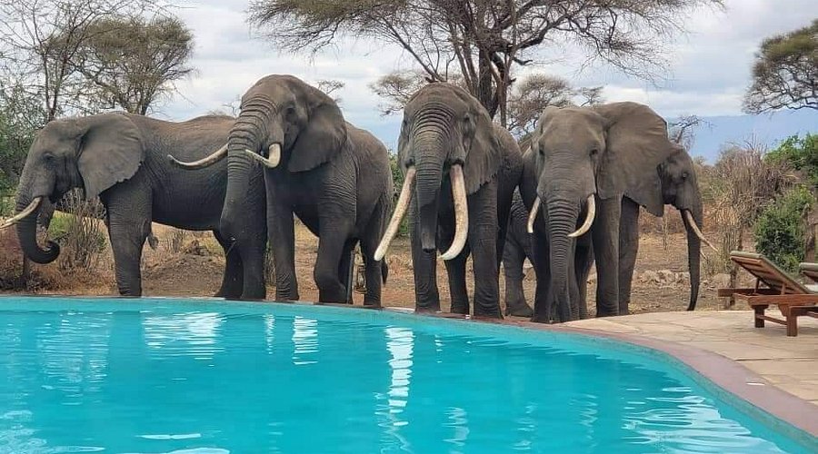 Tanzania Big Five Safari – lion, leopard, elephant, buffalo and rhino