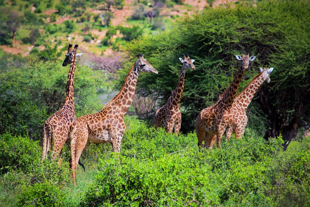 TSAVO EAST & TSAVO WEST NATIONAL PARK