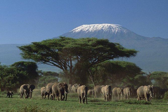 AMBOSELI NATIONAL PARK