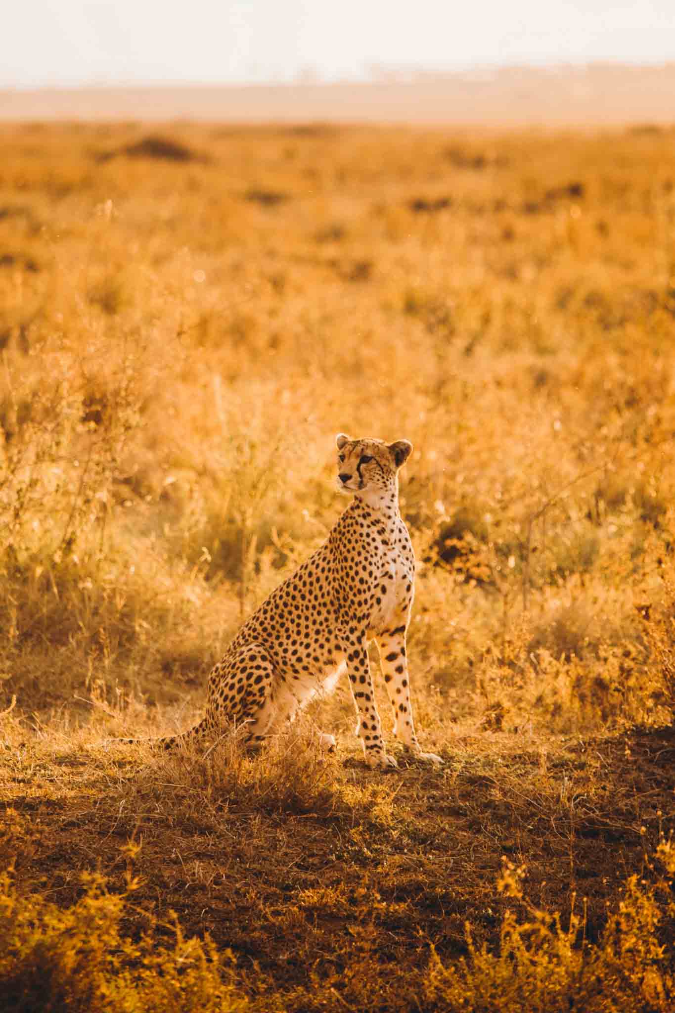 MASAI MARA & LAKE NAKURU BUDGET SAFARI