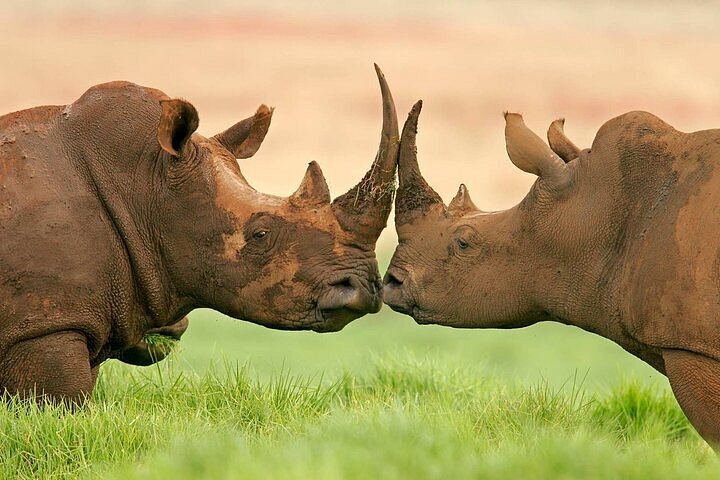 OL PEJETA CONSERVANCY