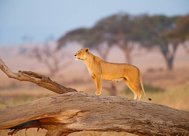 Masai mara & lake nakuru budget safari