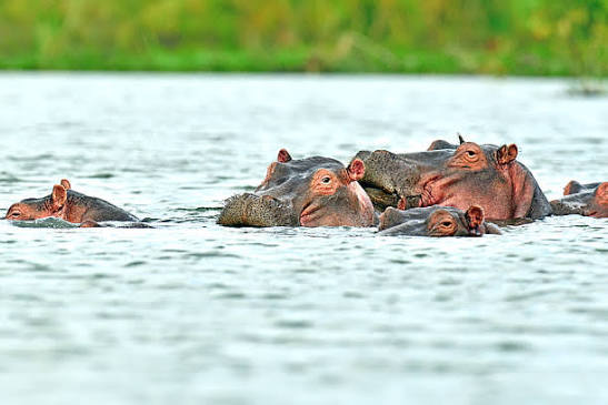 LAKE NAIVASHA