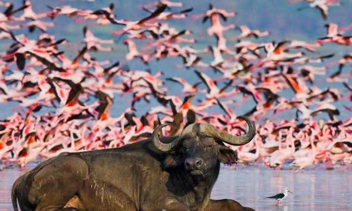 LAKE NAKURU NATIONAL PARK