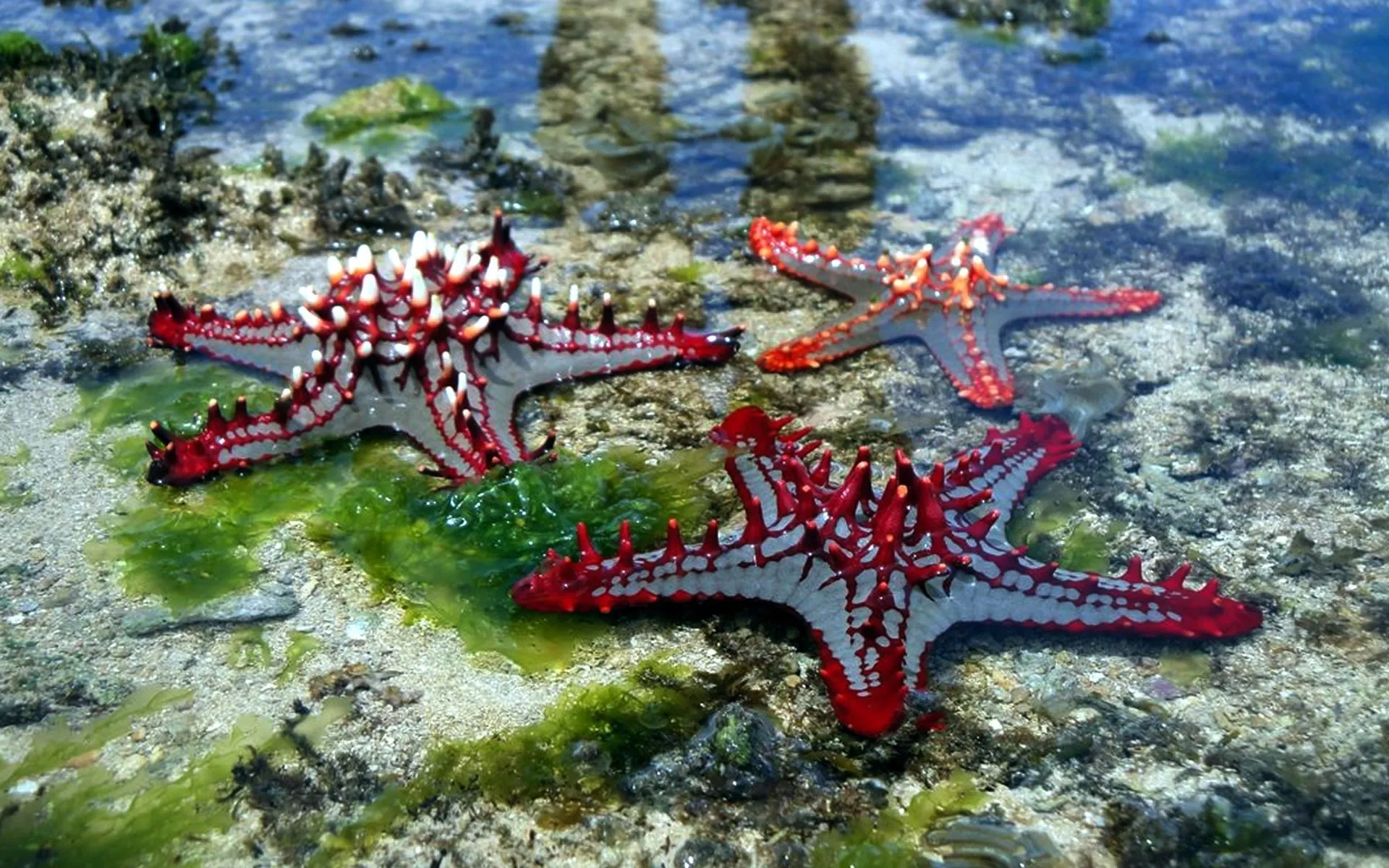MALINDI MARINE NATIONAL PARK