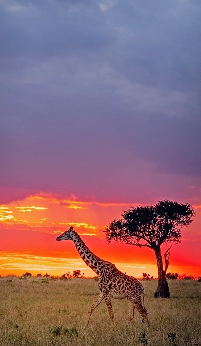 MASAI MARA NATIONAL RESERVE