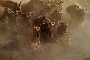 Great Migration in Tanzania and Kenya with wildebeest crossing the Mara River