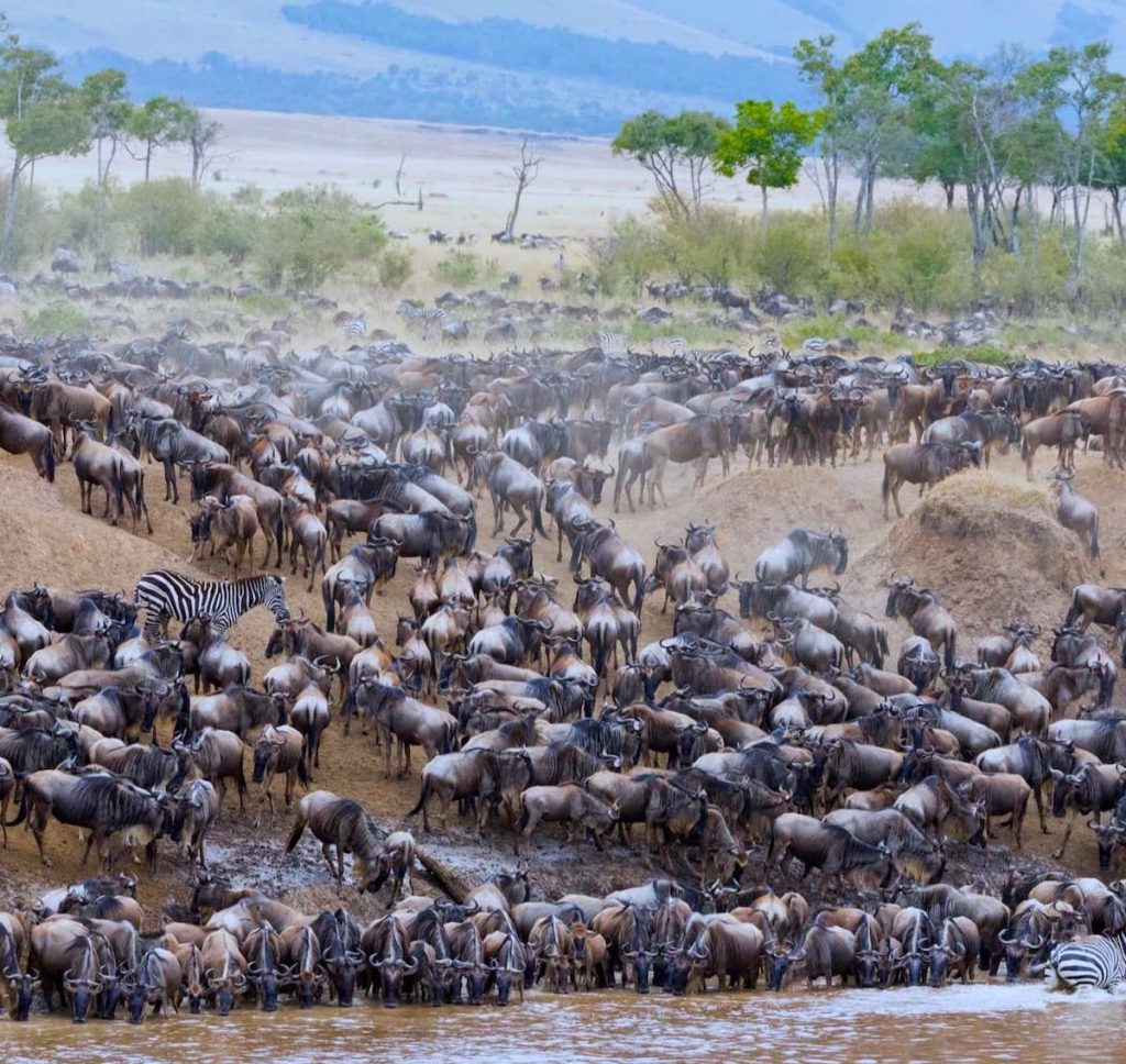 Great migration northern circuit Safari