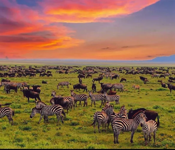 Ngorongoro Crater