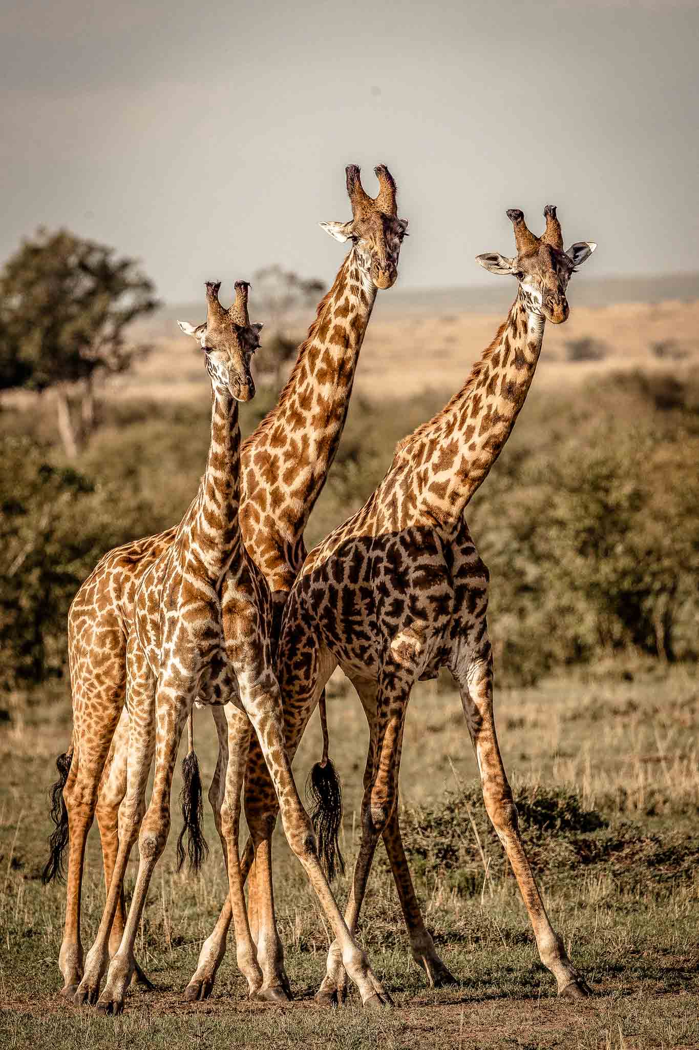  KENYA SAFARI: AMBOSELI, LAKE NAKURU & MASAI MARA