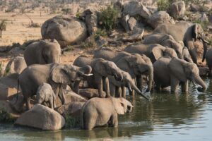 Tanzania safari tours