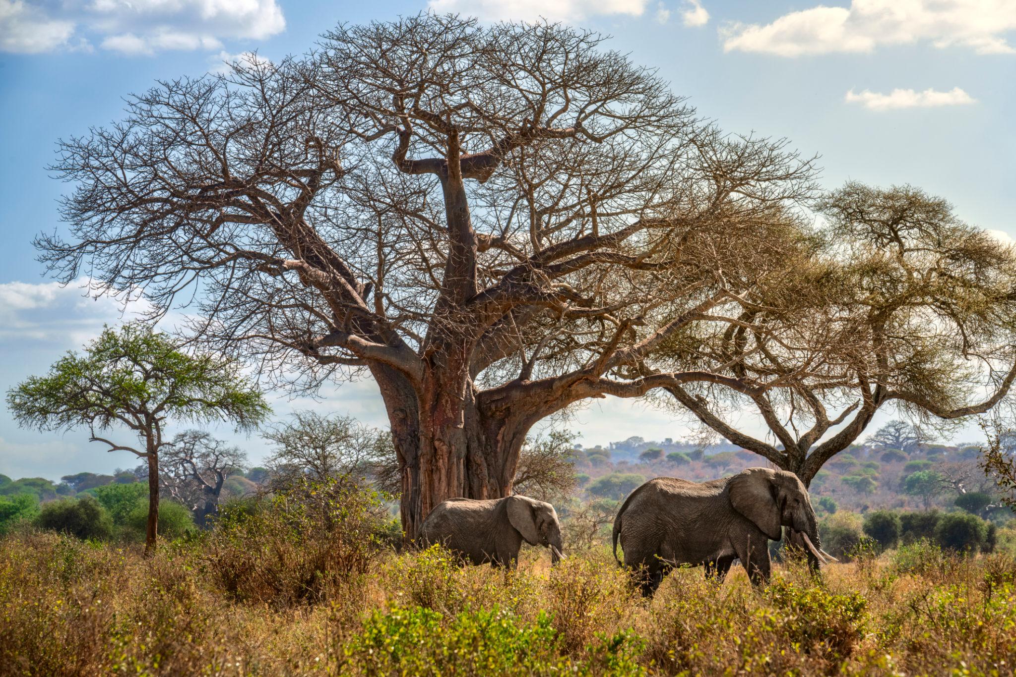 TARANGIRE NATIONAL PARK