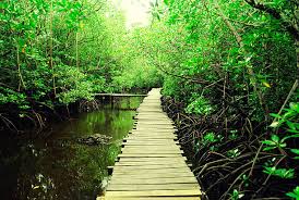 JOZANI FOREST