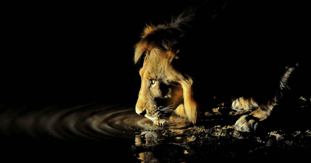 Tanzania Night Game Drive Safari