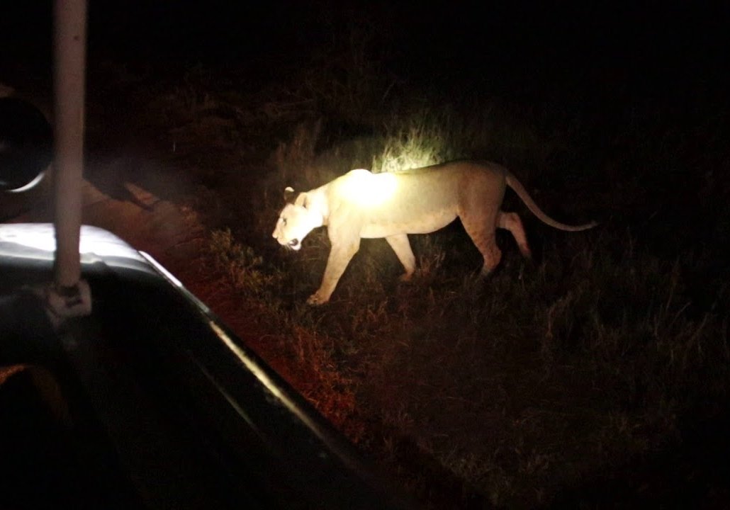 Tanzania Night Game Drive Safari