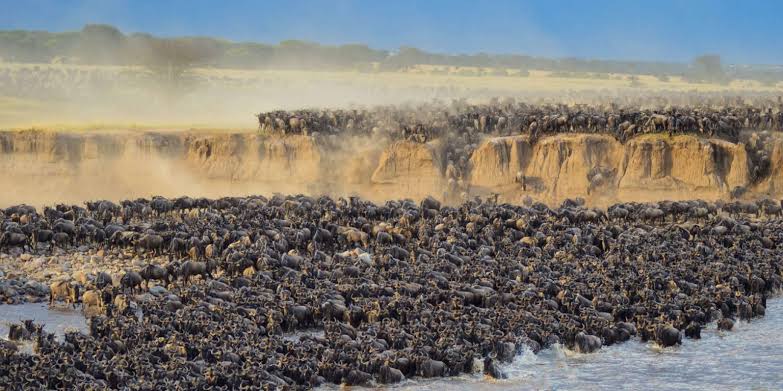  The Great Wildebeest Migration