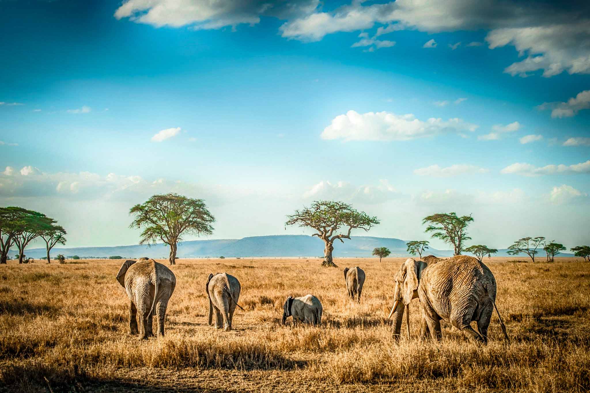 Africa Safari Trip
