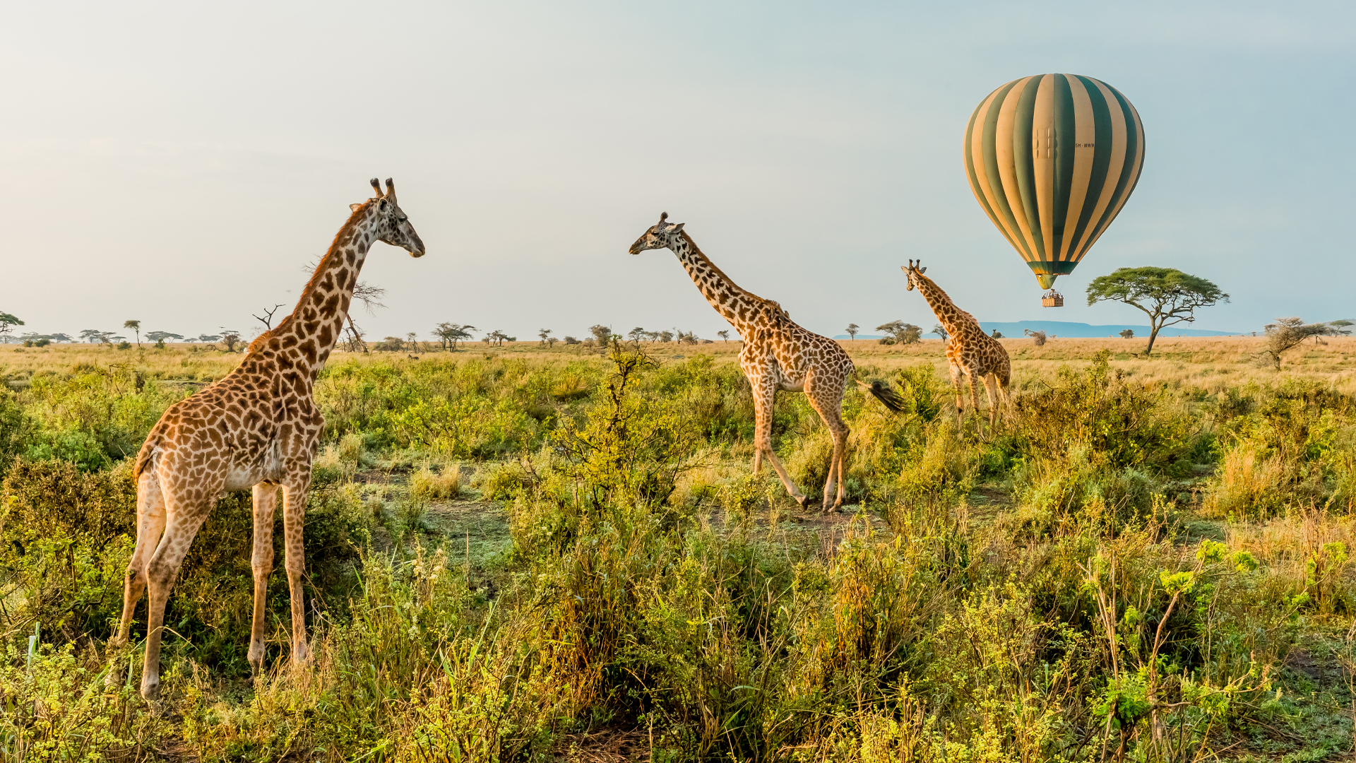 Hot Air Balloon Safari