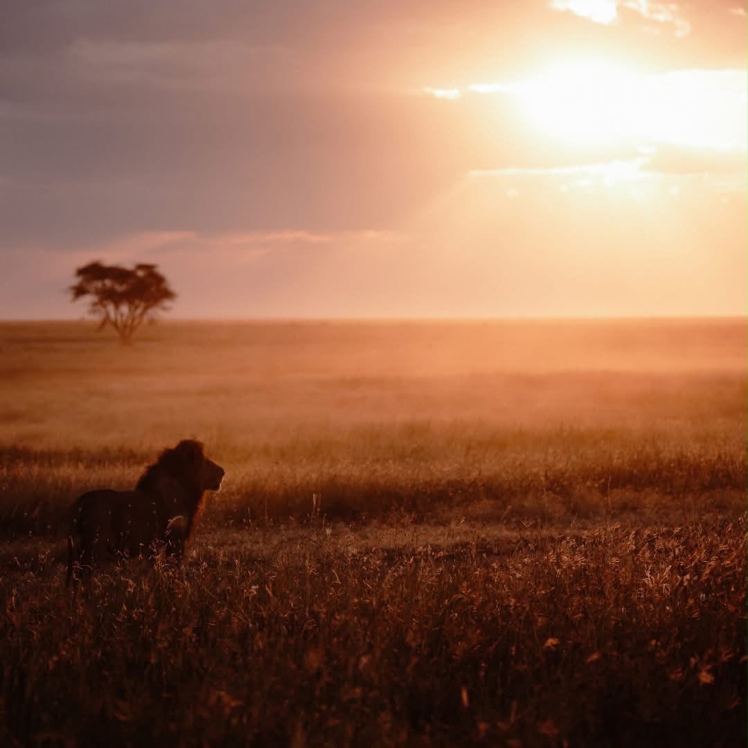    Kenya