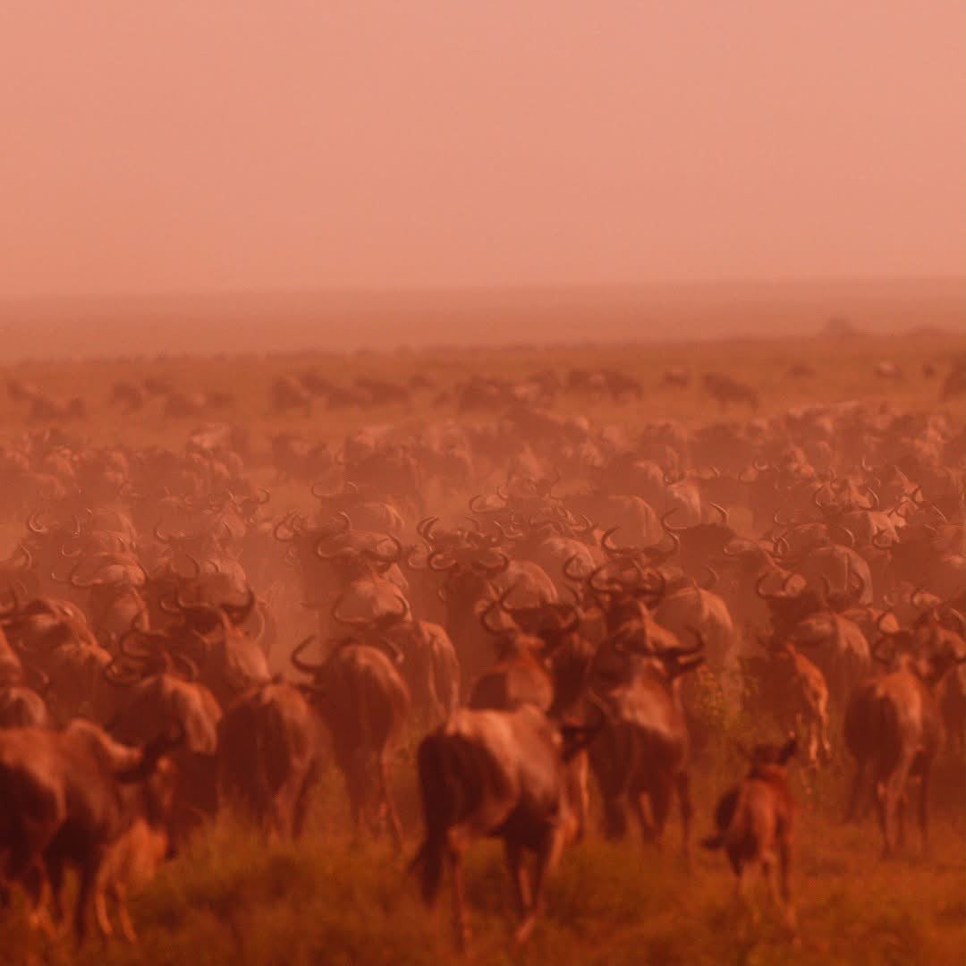    Tanzania