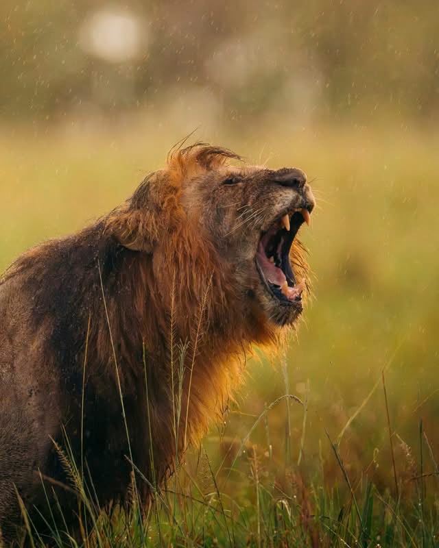 8-Day Kenya Luxury Safari