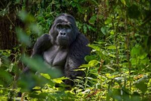 A mountain gorilla in Bwindi Impenetrable Forest, with Grand world tours