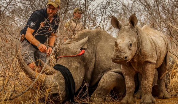 African Conservation Safari
