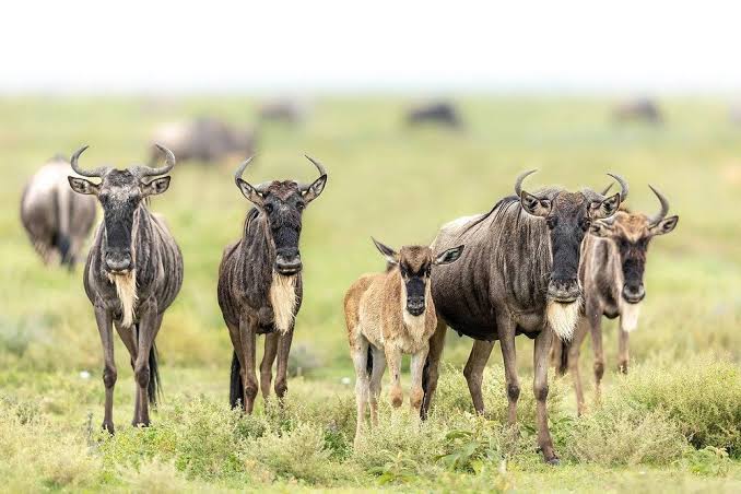 Ndutu Calving Season: When to Go, What to See and Where to Stay
