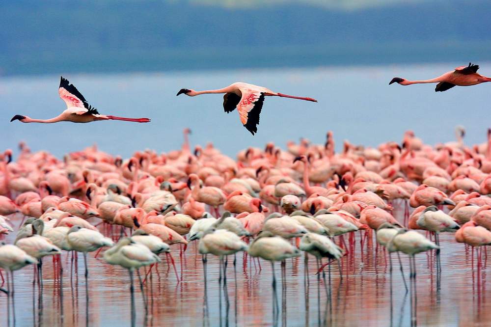 Bird Watching Safari